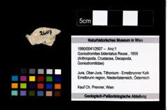Foto (Objekt + Etikett) von Goniodromites bidentatus (Reuss, 1858)  (NHMW-GEO-1990-0041-2607)